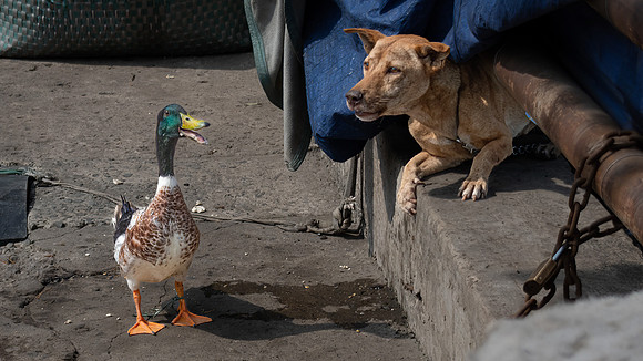 Having a Chat