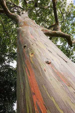 Rainbow Eucalyptus
