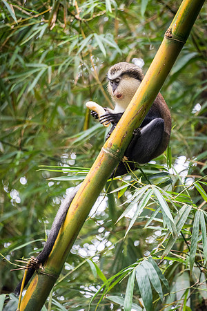 Mona Monkey