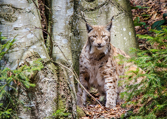 Lynx  - 2