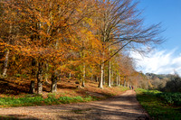 Woodchester Park -3