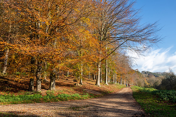 Woodchester Park -3