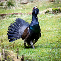 Capercaillie Male Displaying
