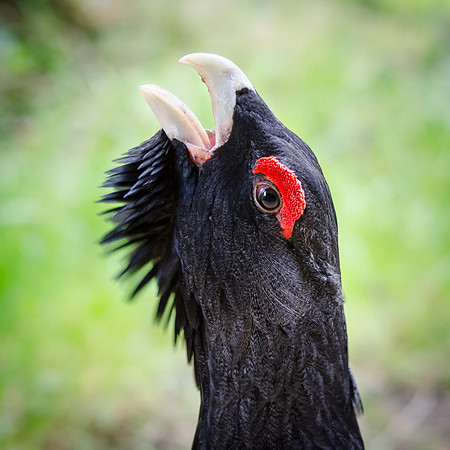 Capercaillie Male Head - 2