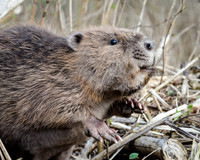 Young Beaver - 3