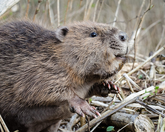 Young Beaver - 3