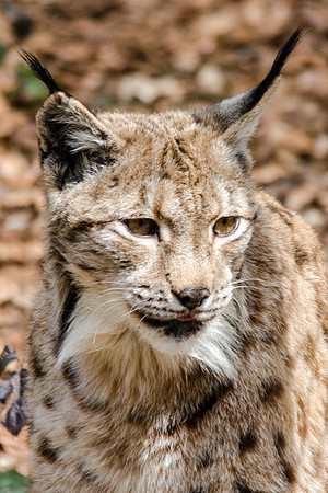 Lynx - 4
