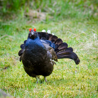 Black Grouse Displaying 2