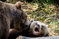 Brown Bears
