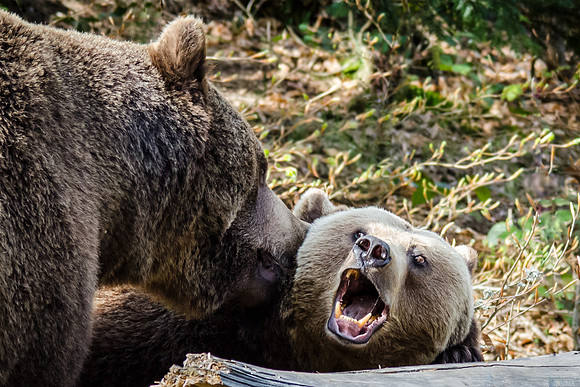 Brown Bears