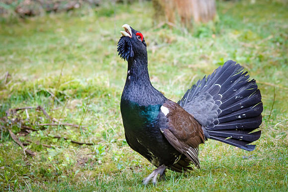 Capercaillie Male Displaying - 2