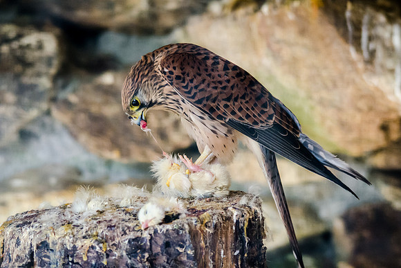 Peregrine Falcon