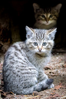 Wild Cat Kittens