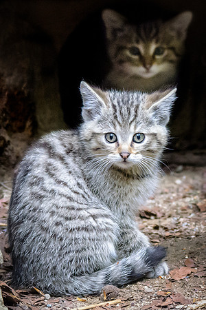 Wild Cat Kittens