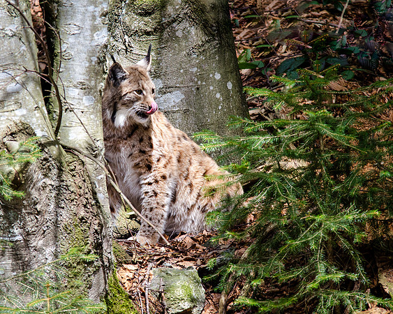 Lynx