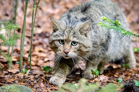 Wild Cat Male