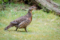 Capercaillie Female