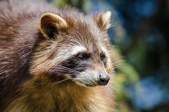 Raccoon - 1