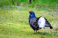 Black Grouse Displaying