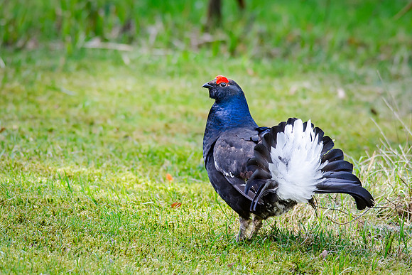 Black Grouse Displaying