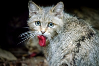 Wild Cat Female with Meat