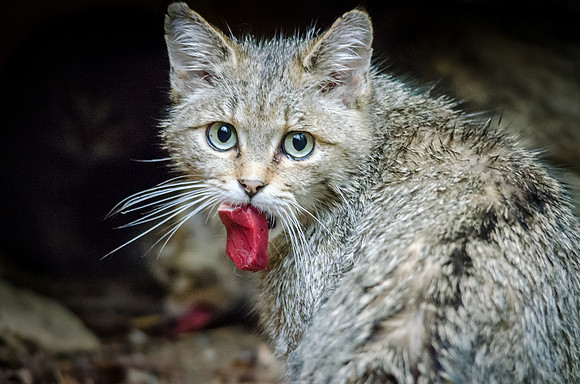 Wild Cat Female with Meat