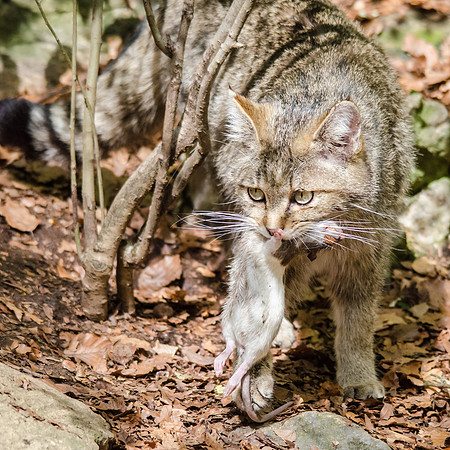 Wild Cat Female with Rat