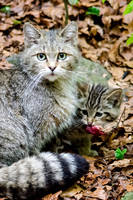 Wild Cat Female with Kitten