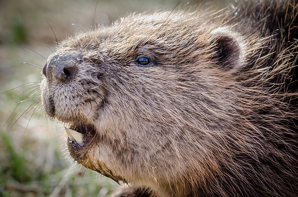 Young Beaver - 2