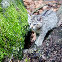 Wild Cat Kitten