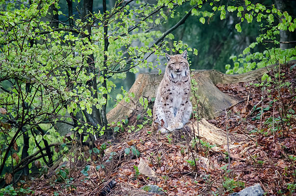 Lynx - 5