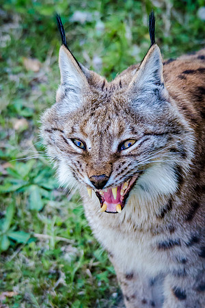 Lynx - 7