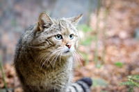Wild Cat Male - 2