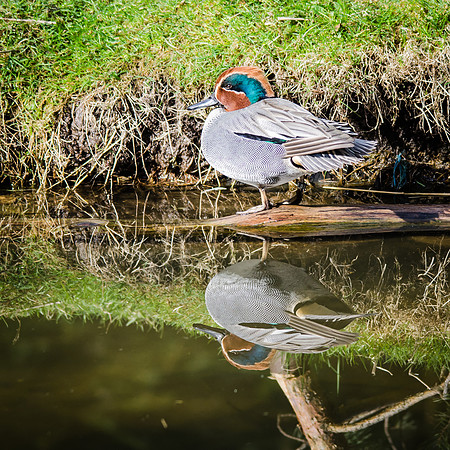 Eurasian Teal