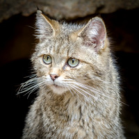 Wild Cat Female