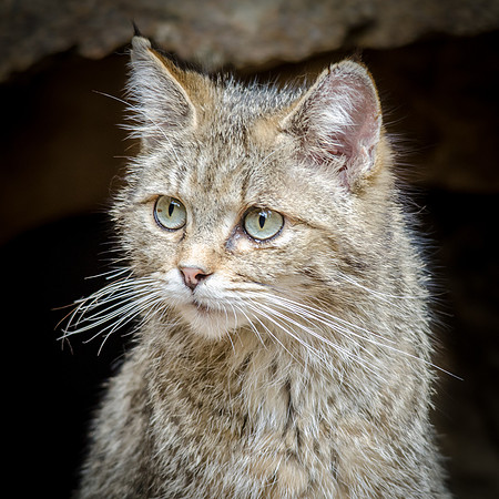 Wild Cat Female