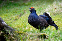 Black Grouse Displaying - 3
