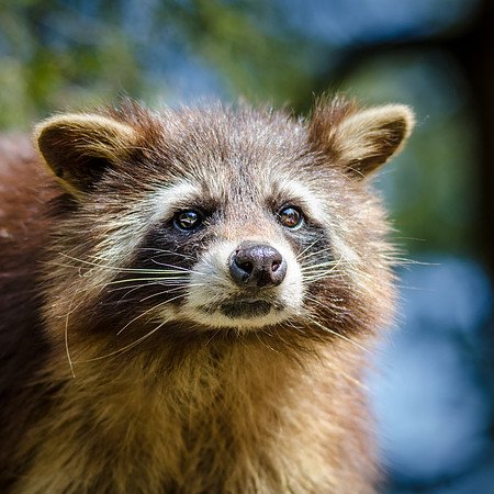 Raccoon