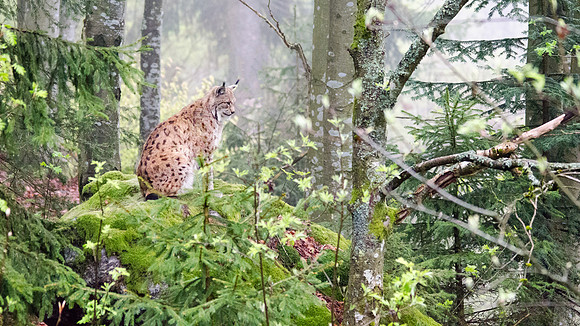 Lynx - 8