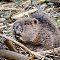 Young Beaver