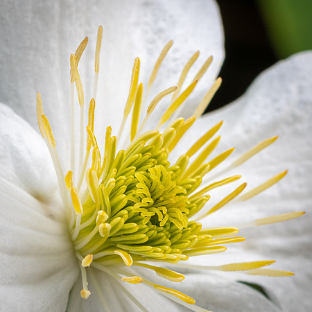 Clematis montana grandiflora -2