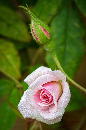 Rose Cecile Brunner