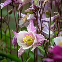 Aquilegia -2