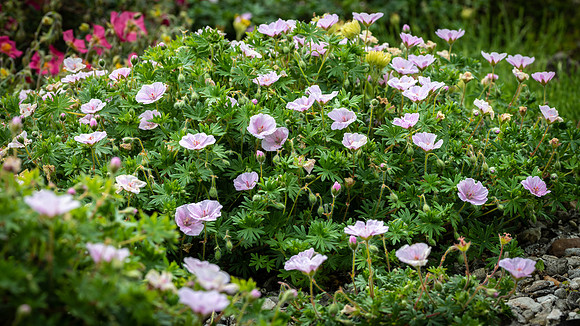 Geranium var. striatum Rose