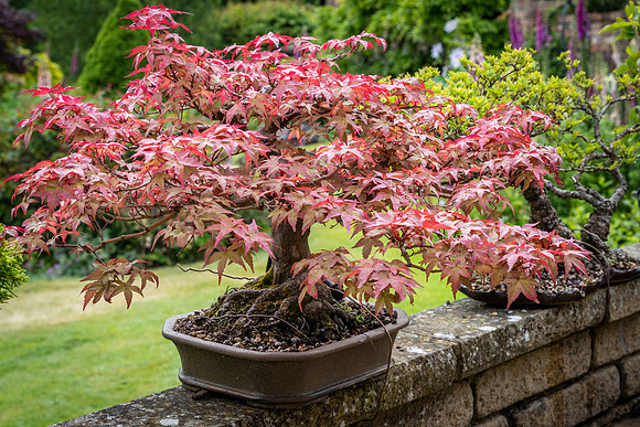 Bonsai Acer -2