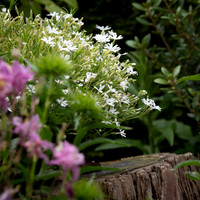 Phlox subulata Snowflake -2