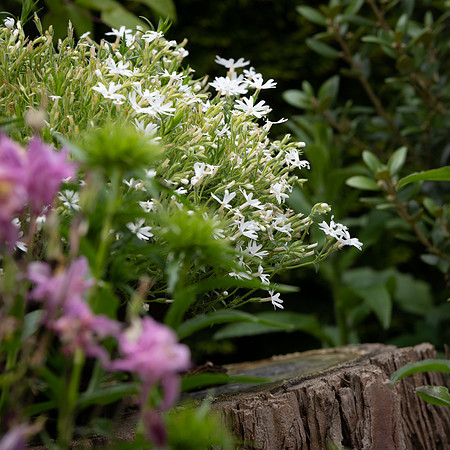 Phlox subulata Snowflake -2