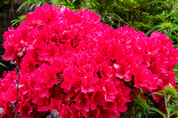 Azalea