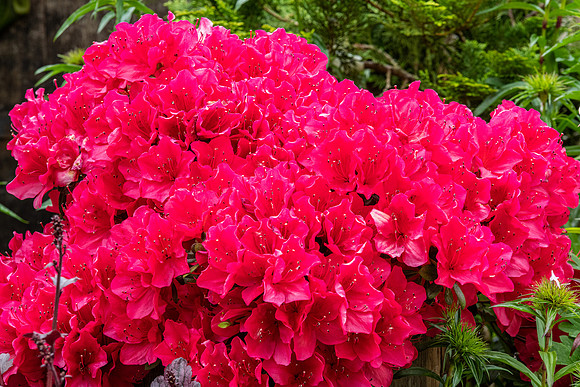 Azalea