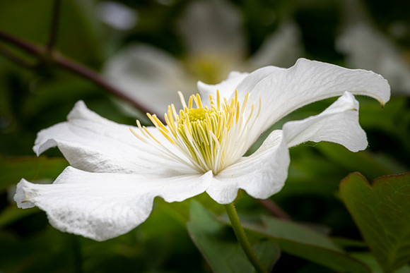 Clematis montana grandiflora -3